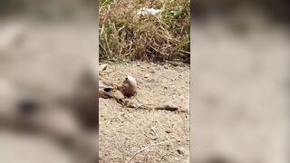 Birds Got To Eat Too
