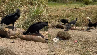 Birds Got To Eat Too