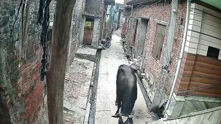 Old Man Attacked By Stray Bull On His Way To Mosque
