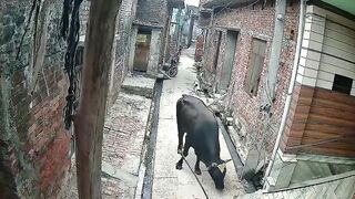 Old Man Attacked By Stray Bull On His Way To Mosque