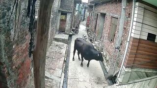 Old Man Attacked By Stray Bull On His Way To Mosque