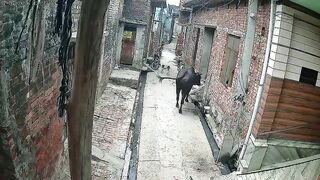 Old Man Attacked By Stray Bull On His Way To Mosque