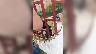Dogs Maul Trespasser’s Right Foot After He Allegedly Tried to Break Into Property
