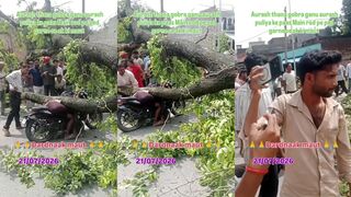 Tree kills motorist
