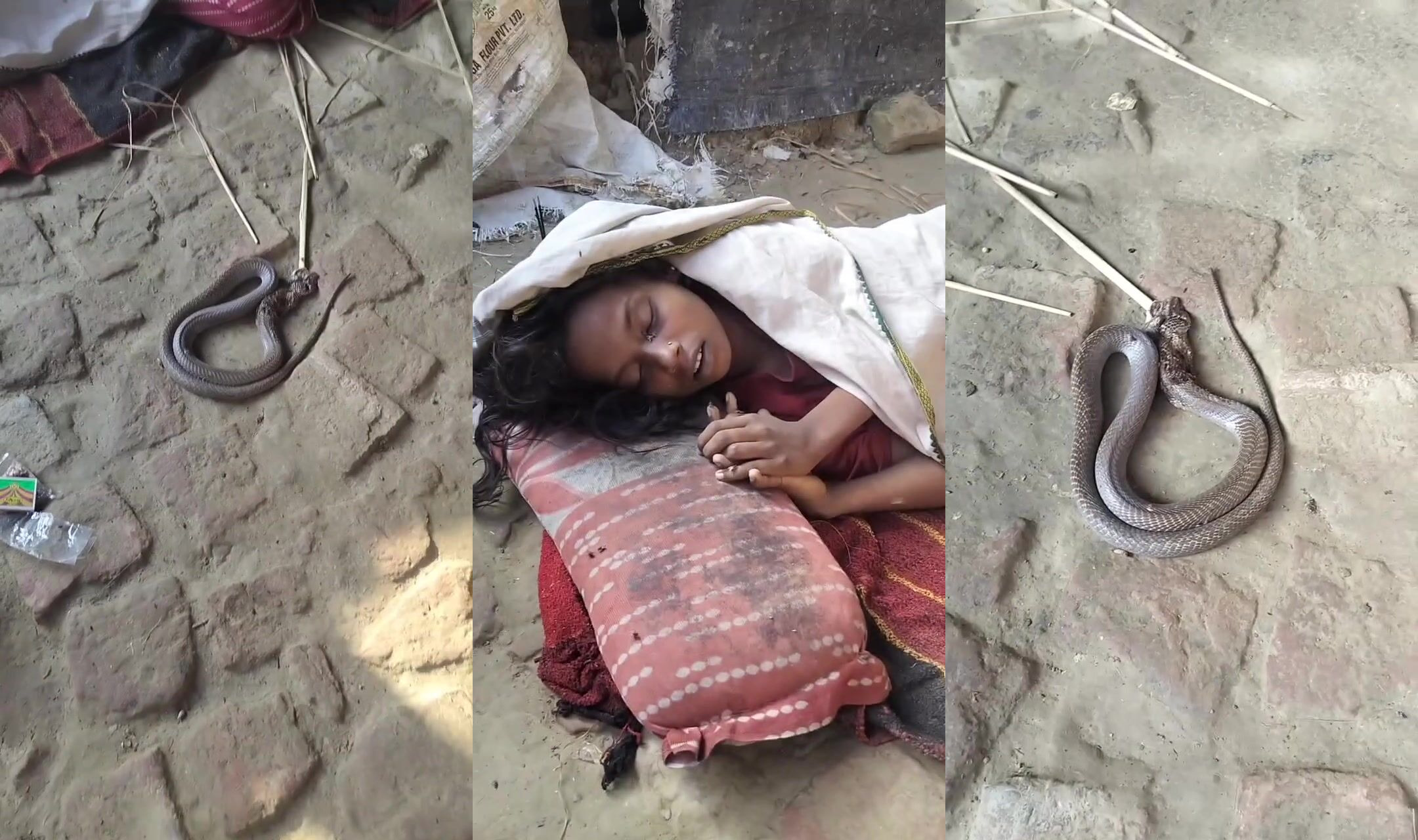 Died in her sleep bit by poisonous snake