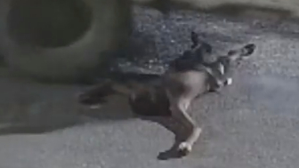 Man Sleeping On The Road Crushed To Death By Truck