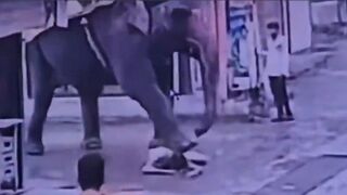 Rickshaw Driver Attacked By Elephant Dies