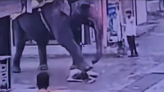 Rickshaw Driver Attacked By Elephant Dies
