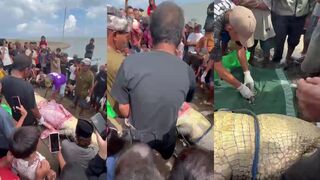Crocodile eats man and villagers pull the bones