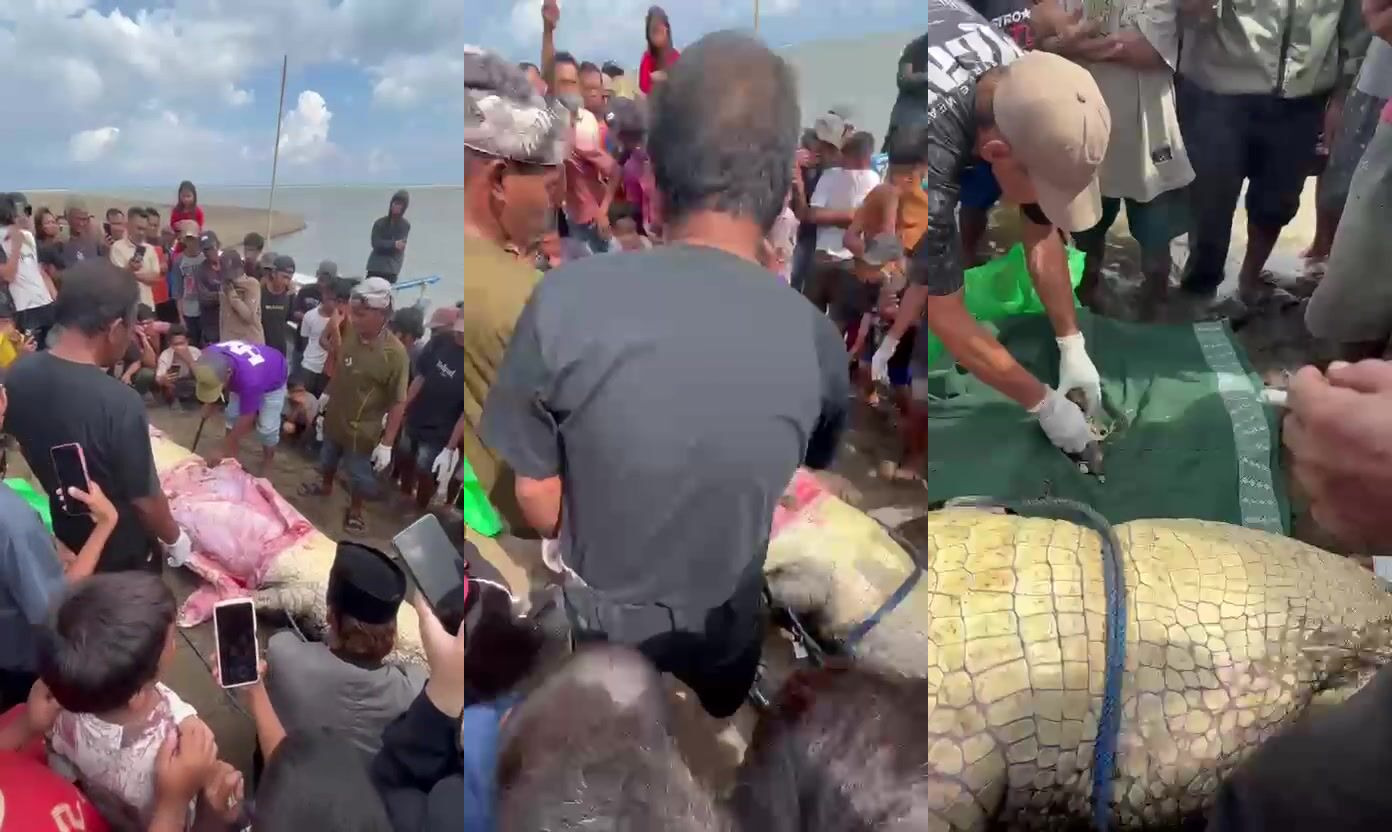 Crocodile eats man and villagers pull the bones