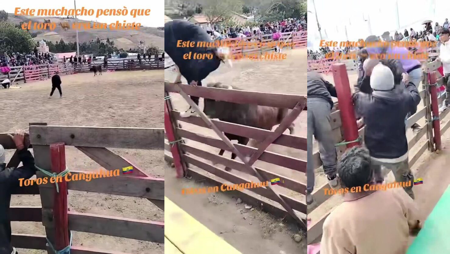Dont Mess With A Bull !