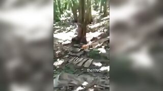 Man Executed Deep Inside Banana Plantation in Mexico