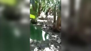 Man Executed Deep Inside Banana Plantation in Mexico