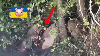 Rus drone opens Ukrainian belly.