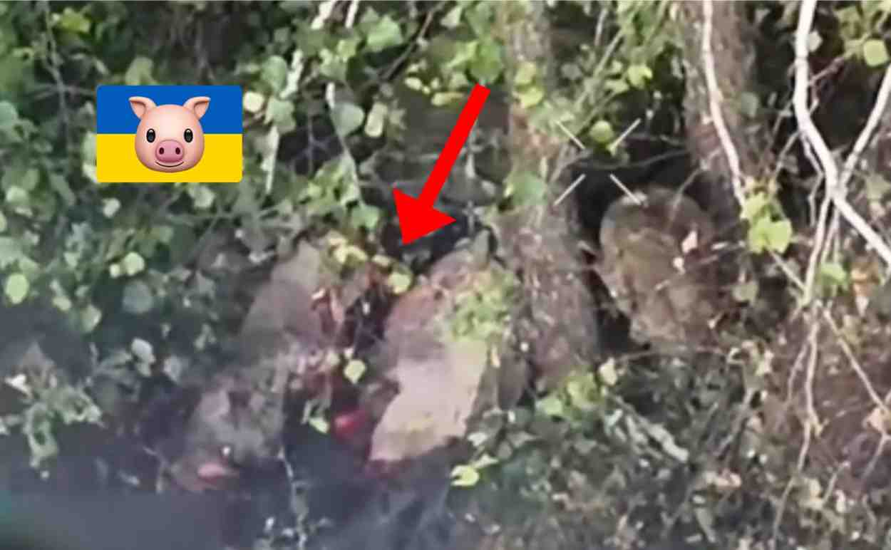 Rus drone opens Ukrainian belly.