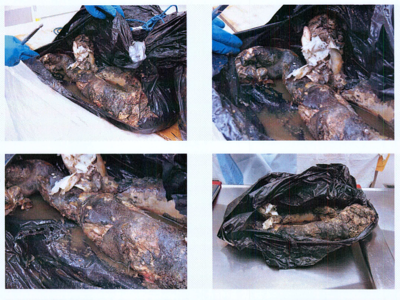 Autopsy images from Christian Larsson case
