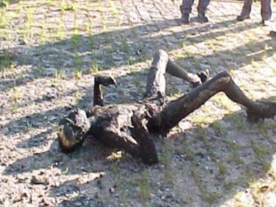 Charred Corpse from high voltage electrocution