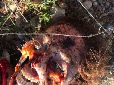 Young girl from Lebanon killed and dogs eat parts of the dead body 