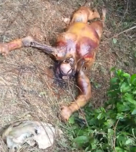 Woman's naked corpse rotting in the forest.