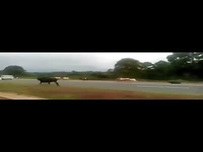 crazy bull suffer accident