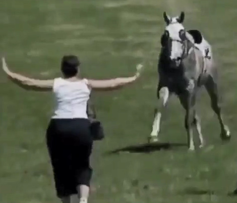  Woman Tries to Stop a Horse - Gets Trampled