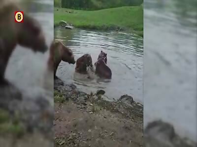 DAMN: Bears Tears a Wolf Apart in Dutch Zoo as Little Kids Watch