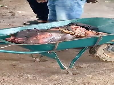 Trapped man carrying a body in a wheelbarrow 