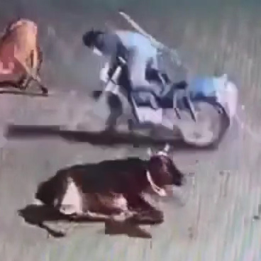 Biker Crashed into a Cow and Died