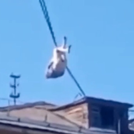 Woman Climbing Wires & Fell To Her Death