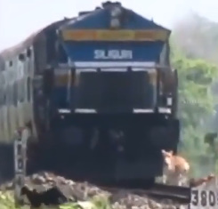 Animals and train accidents.