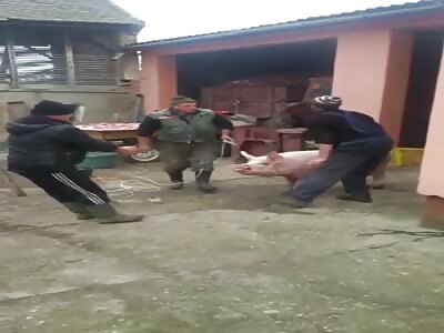 Funny: Killing of a pig in the Russian version