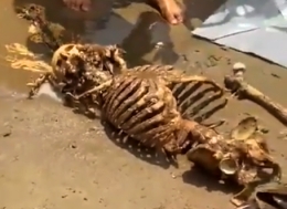 Human remains on beach