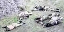 A group of dead Wagner troops shown from Bakhmut