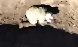Ukrainian drone drops a grenade on a crawling Russian soldier