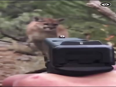 Not all threats are 2 Legged. Man shoots Mountain Lion  in face. 