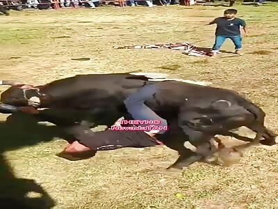 man attacked by bull