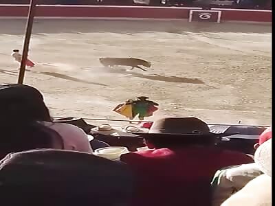 Bullfighter gets gored and goes to hospital