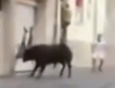 Fierce attacks in Spain from bulls
