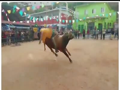 Fat man rode a wrong bull