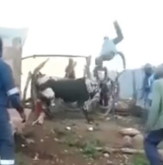 African bull threw man into the air