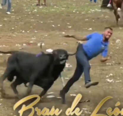 See Latino bull attacks this week