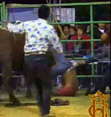 FUCKED, before entering the arena bull fucks bullfighter