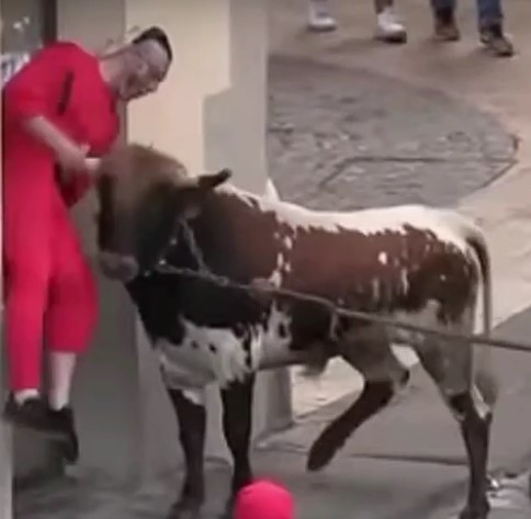MAD COW ATTACK OF COWS IN SPAIN