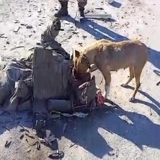 Dog Having A Good Lunch In War Area In Ukraine.