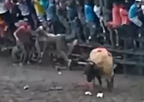 Colombian avenging bulls
