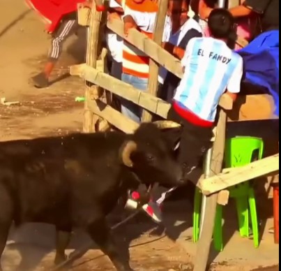 Bulls trampling their Latina victims