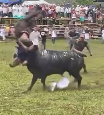 man swallowed by Colombian bull