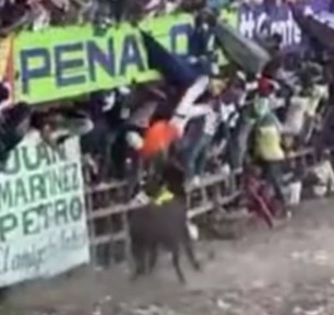 Bull attack inm colombia festival