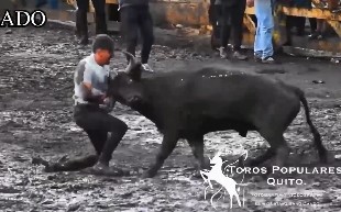 bull attacks in Venezuela Mexico and Colombia