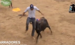 Colombians bulls breaking their victims